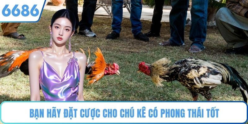 Bạn hãy đặt cược cho chú kê có phong thái tốt