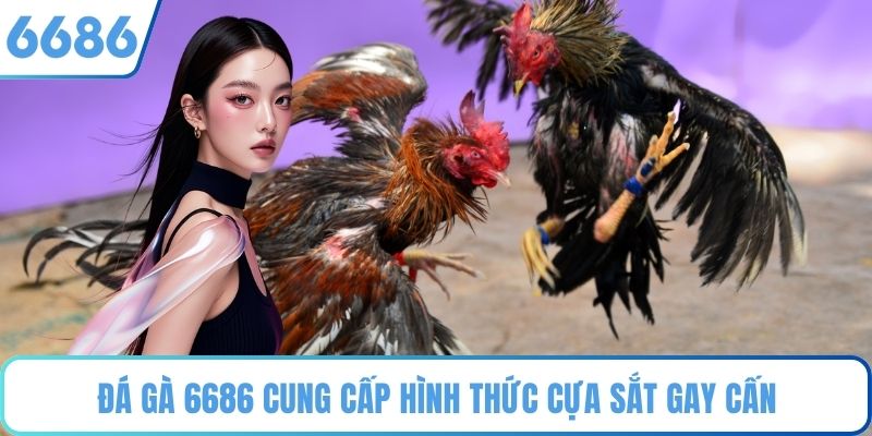 Đá gà 6686 cung cấp hình thức cựa sắt gay cấn