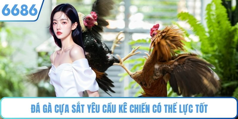 Đá Gà Cựa Sắt yêu cầu kê chiến có thể lực tốt