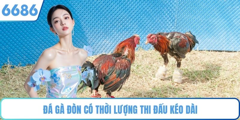 Đá Gà Đòn có thời lượng thi đấu kéo dài