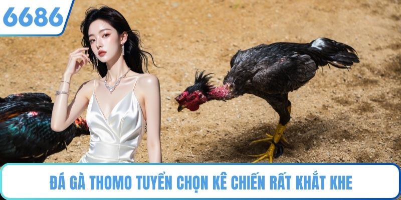 Đá gà Thomo tuyển chọn kê chiến rất khắt khe