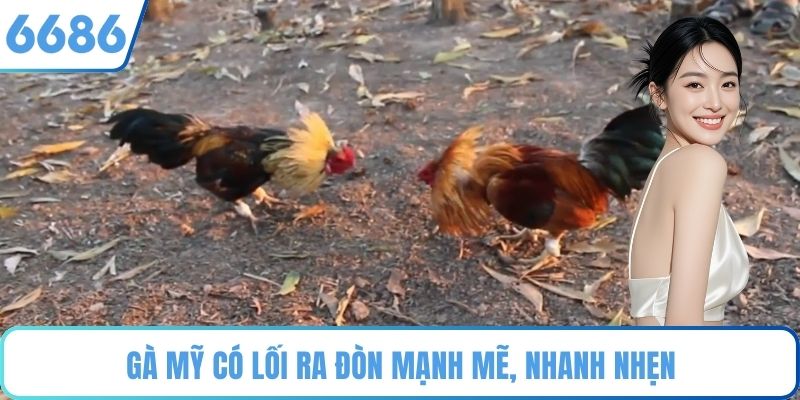 Gà Mỹ có lối ra đòn mạnh mẽ, nhanh nhẹn