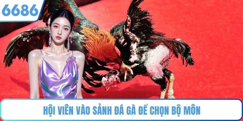 Hội viên vào sảnh đá gà để chọn bộ môn
